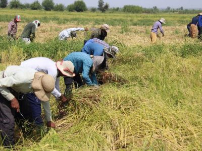 سطح زیرکشت شالی در گلستان روبه‌افزایش است