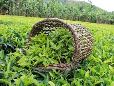 خرید ۸۴ هزار تن برگ سبز چای از چای‌کاران گیلان و مازندران
