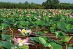 چاره‌اندیشی برای کنترل شیطان  آبی