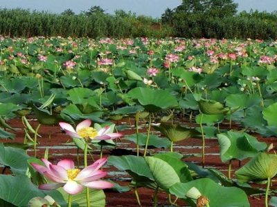 چاره‌اندیشی برای کنترل شیطان  آبی
