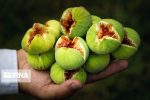باران بر باغ‌های انجیر گلوگاه؛ جشنواره‌ای با طعم تلخ