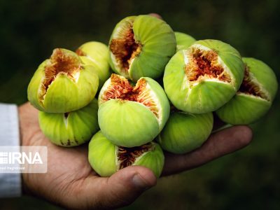 باران بر باغ‌های انجیر گلوگاه؛ جشنواره‌ای با طعم تلخ