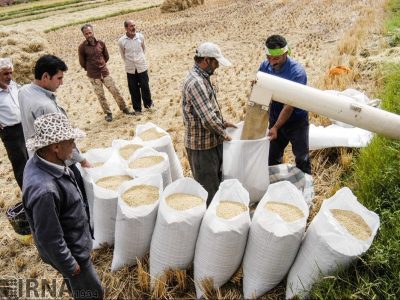 بسته شدن دست دلالان در بازار برنج