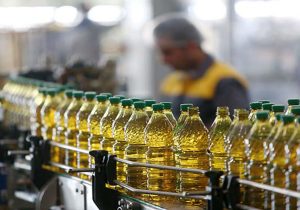  مازندران به دنبال خودکفایی روغن با افزایش کشت کلزا 