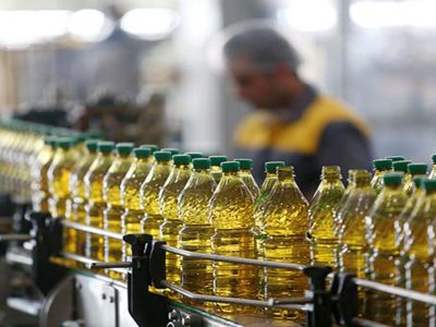  مازندران به دنبال خودکفایی روغن با افزایش کشت کلزا 