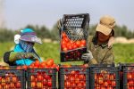 مازندران، ستاره درخشان صادرات کشاورزی ایران