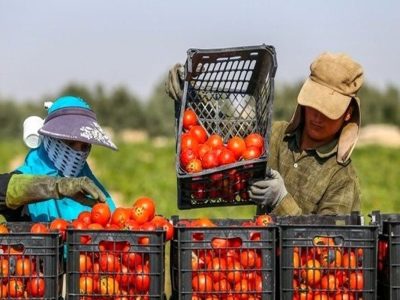 مازندران، ستاره درخشان صادرات کشاورزی ایران