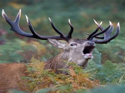 جریمه ۹ میلیاردی برای شکار مرال ماده
