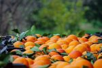 چرا مرکبات مازندران به اندازه کافی سودآور نیست؟
