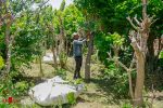 نوغانداری مازندران در آستانه فراموشی