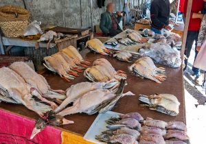 فریدونکنار؛ از بازار سیاه پرندگان به قطب پرنده‌نگری