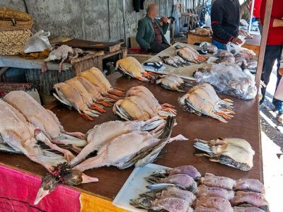 فریدونکنار؛ از بازار سیاه پرندگان به قطب پرنده‌نگری