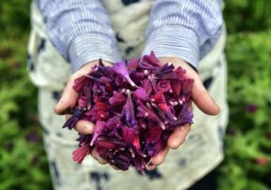 طلای سبز، آینده مبهم