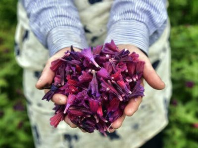 طلای سبز، آینده مبهم