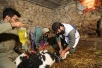 ارائه بیش از ۳۵ هزار خدمت به دامداران مناطق محروم گلوگاه