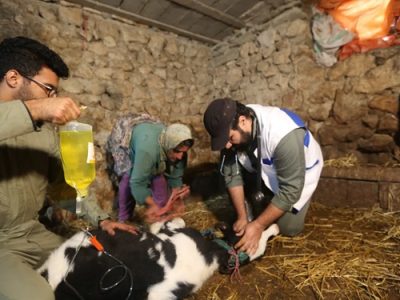 ارائه بیش از ۳۵ هزار خدمت به دامداران مناطق محروم گلوگاه