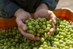 طلای سبز گیلان تشنه است