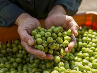 طلای سبز گیلان تشنه است
