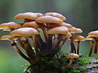 هر گردی گردو نیست هر قارچی زرد کیجا نیست