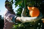 مرکبات مازندران؛ از باغ تا بازار جهانی چه می‌گذرد؟