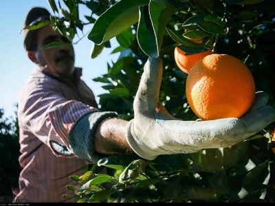 مرکبات مازندران؛ از باغ تا بازار جهانی چه می‌گذرد؟