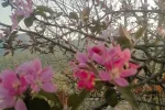 درخواست حفاظت محیط زیست مازندران از شهروندان و گردشگران