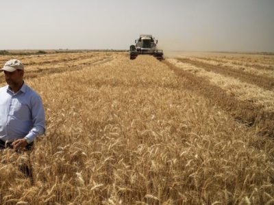 بحران برداشت زودهنگام گندم به‌دلیل کشت برنج در مازندران