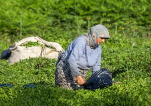  خرید تضمینی سبزتر از همیشه
