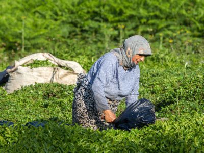  خرید تضمینی سبزتر از همیشه