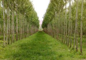 آیا طرح ۷۶۰ هکتاری نوشداروی جنگل‌های هیرکانی است؟