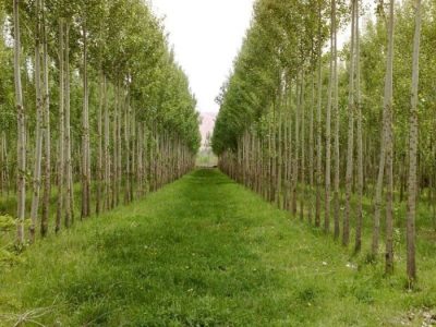 آیا طرح ۷۶۰ هکتاری نوشداروی جنگل‌های هیرکانی است؟