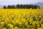 صدای کلزا در مزارع، امید در بازار روغن