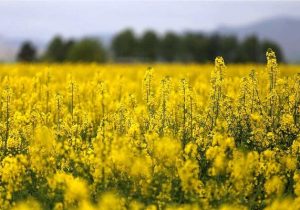 صدای کلزا در مزارع، امید در بازار روغن
