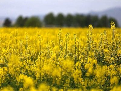 صدای کلزا در مزارع، امید در بازار روغن