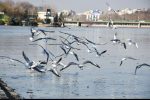 مازندران، با پرندگان مهاجر به جهانی سبز و شاداب می‌نگرد