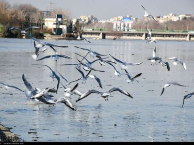 مازندران، با پرندگان مهاجر به جهانی سبز و شاداب می‌نگرد