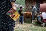 ۱۱ روستای منطقه اشکورات خدمات رایگان دامپزشکی دریافت کردند