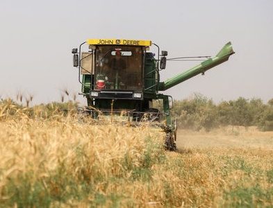 ۳۳ مرکز خرید گندم در مازندران دایر می‌شود