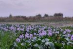 بلای سنبل آبی از بابل تا تمام مازندران
