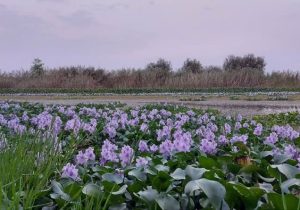 بلای سنبل آبی از بابل تا تمام مازندران