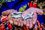 نگاهی تحلیلی به جشنواره نوغانداری بابل و وضعیت پرورش کرم ابریشم در مازندران
