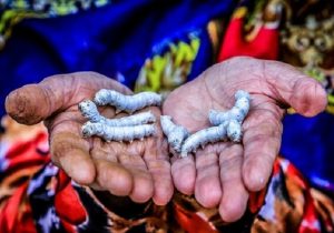 نگاهی تحلیلی به جشنواره نوغانداری بابل و وضعیت پرورش کرم ابریشم در مازندران