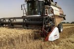 فعالیت ۱۳ مرکز خرید تضمینی گندم در مازندران آغاز شد