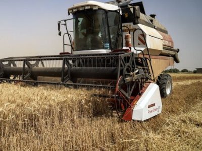 فعالیت ۱۳ مرکز خرید تضمینی گندم در مازندران آغاز شد