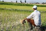 کشاورزان محصولات خود را بیمه کنند/ محصولات ۳۸ هزار کشاورز بیمه شد
