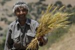آغاز خرید تضمینی در مازندران با ۱۳ مرکز فعال
