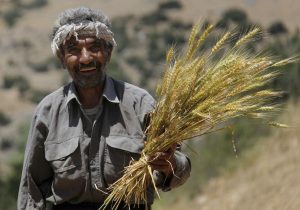 آغاز خرید تضمینی در مازندران با ۱۳ مرکز فعال