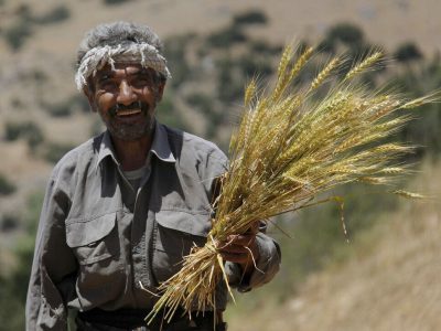 آغاز خرید تضمینی در مازندران با ۱۳ مرکز فعال