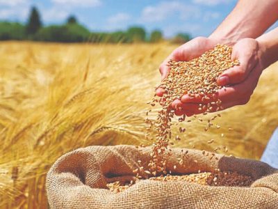 خرید تضمینی ۶۸ هزار تن گندم در مازندران
