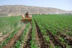 توسعه کشت ذرت علوفه‌ای در گلستان با حمایت تأمین کود یارانه‌ای
